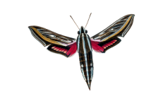 Arte vintage mariposa borboleta