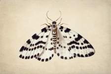 Colaj de artă vintage fluture