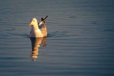Seagull Swimming
