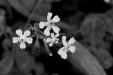 Flori mici în alb și negru