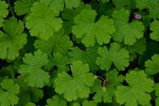Frunze mici texturate de un verde strălu