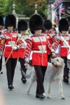 Soldados en marcha con Wolfhound