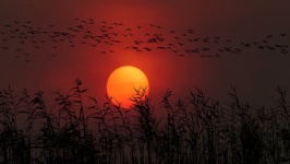 Paysage d'oiseaux au coucher du sole
