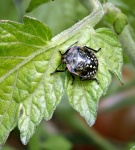 Southern Green Shield Bug Nymph