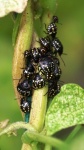 Southern Green Shield Bug Nymphs