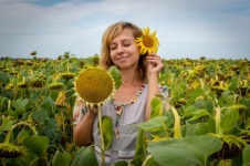 Sunflower, Field Of Sunflowers