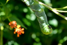 Lagarta borboleta rabo de andorinha