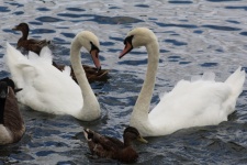 Swans And Ducks