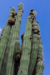 Tall Cactus And Blue Sky
