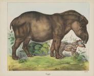 Tapir Vintage Art
