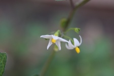 Tiny Flowers Macro