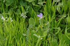Крошечный фиолетовый полевой цветок в тр