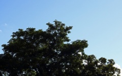 Top Of Green Cape Ash Tree