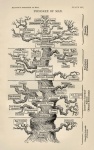 Tree Of Life By Ernst H. Haeckel