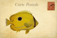 Carte postale vintage de poissons tropic
