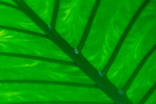 Tropisches grünes Blattdetail