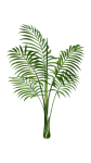 Palma z roślin tropikalnych