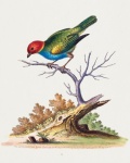 Arte colorata di uccelli tropicali