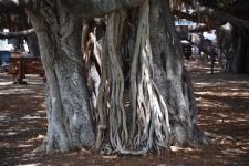 Trunk Of Large Banyon Tree