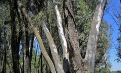 Stammar av eukalyptusträd i trä