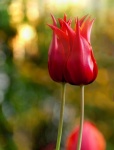 Tulipas flor flor vermelha
