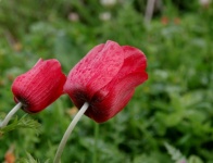 Două flori roșii de mac din spate