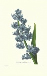 Vintage Flowers Hyacinth Art