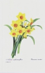 Vintage Flowers Narcissus Art
