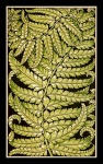 Vintage art fern foliage