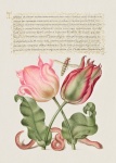 Flores de caligrafía de arte vintage