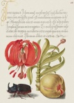 Flori de caligrafie de artă vintage