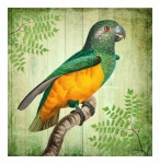 Vintage kunst vogel papegaai