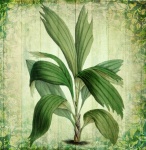 Flor de planta de palmera vintage