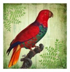 Vintage papuga tropikalny ptak