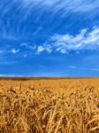 Wheat Field Landscape Nature