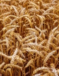Wheat Grain Grain Photo
