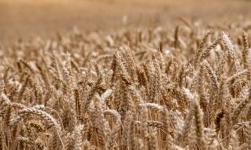 Wheat Field Wheat Grain Harvest