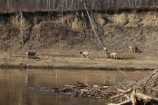 Wild Deer By The River