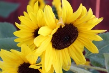 Wild sunflowers close up