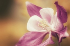 Wildblume Akelei Blume Blüte