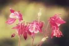 Wildblume Akelei Blume Blüten
