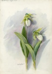 Wildblumen-Weinlese-Aquarell-Kunst
