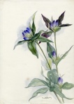 Wildblumen-Weinlese-Aquarell-Kunst
