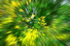Frunziș galben și verde explozie zoom
