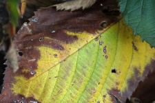 Yellowing And Browning Bramble Leaf