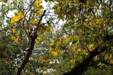 Gulnande blad på gamla grenar