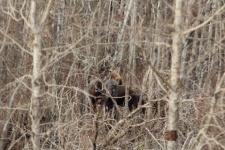 Young Moose In The Woods