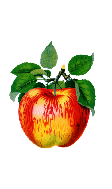 Obst Apfel Vintage Clipart Kostenloses Stock Bild - Public Domain Pictures