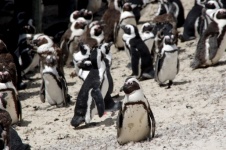 Afrikanische Pinguine am Strand von Boul