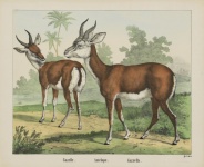Antilope Vintage Art